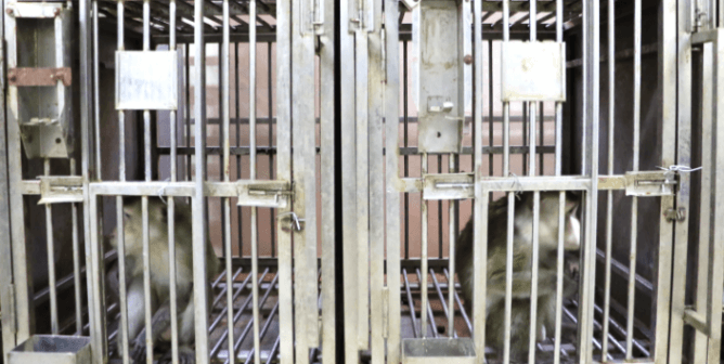 Monkeys in cage, Wake Experiments