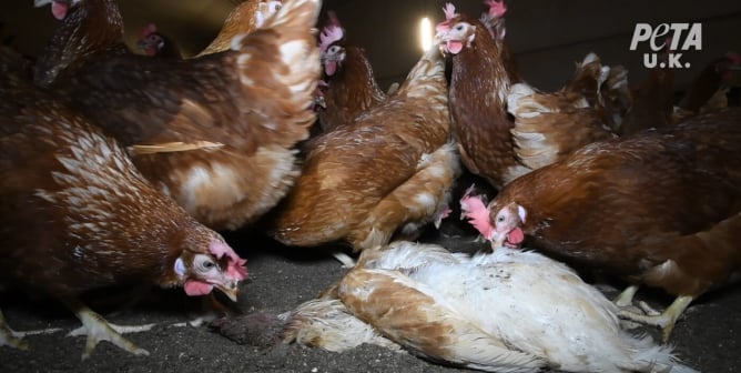 Hens on a farm supplying Happy Egg Co free range eggs