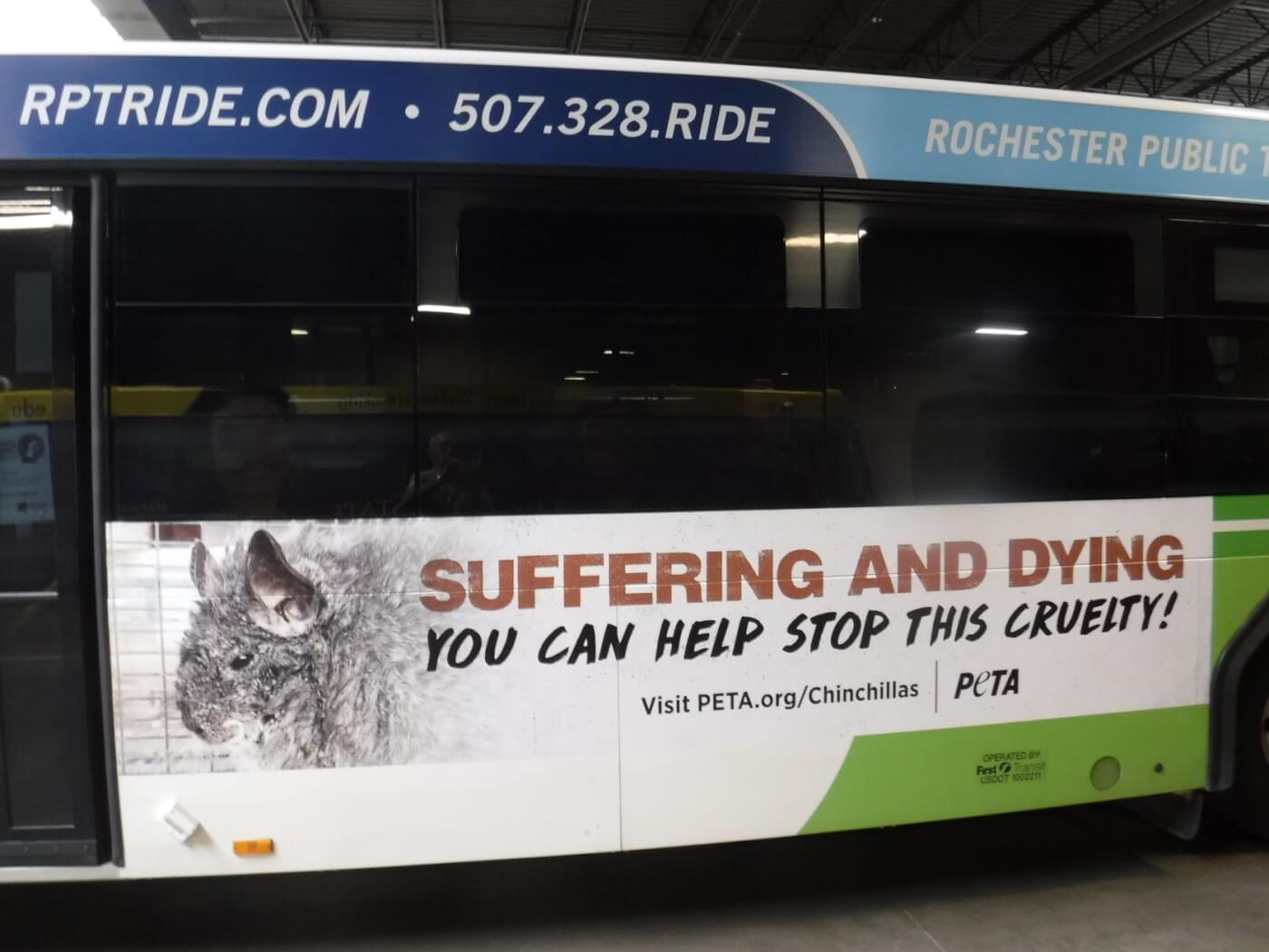 seedy Chinchilla breeder blasted in new PETA bus ads in Rochester, MN