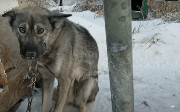 Iditarod Champion Acknowledged Dog-Sledding Cruelty | PETA