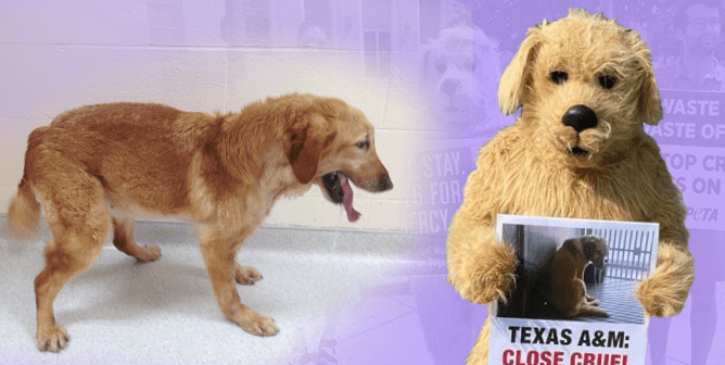 Dog at Texas A&M and PETA dog mascot
