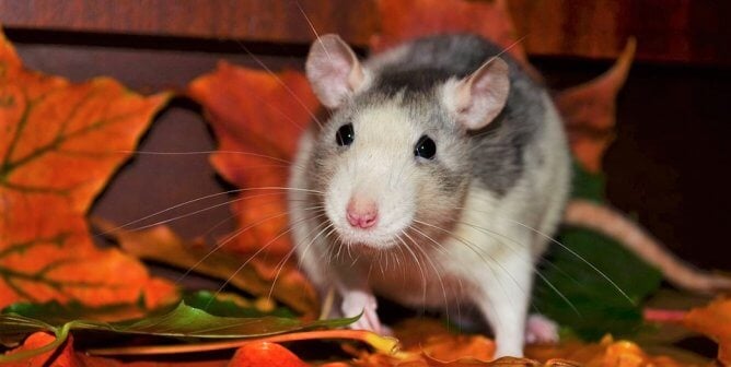 Mouse on top of red autumn leaves