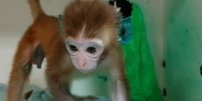 Baby monkey with blue ears at national primate research center