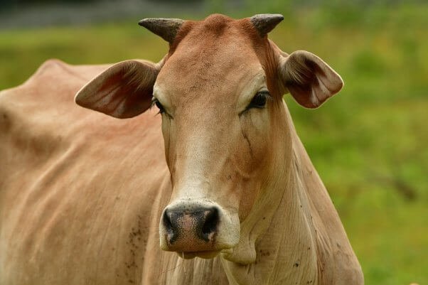 Brown cow in a green field