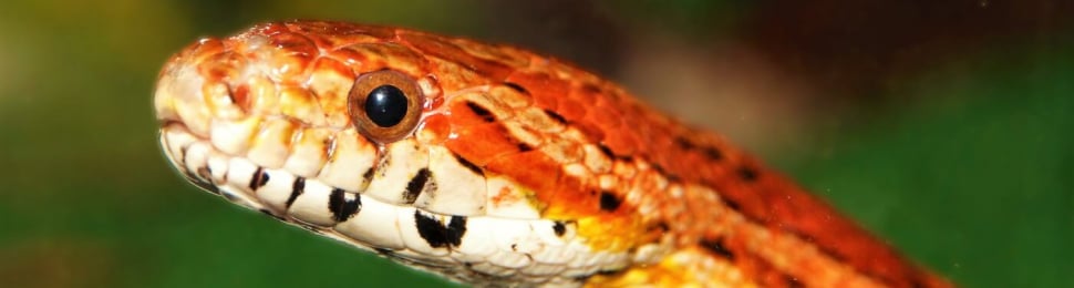 Orange and white corn snake with blurry green background