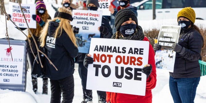 Group PETA protest against Iditarod