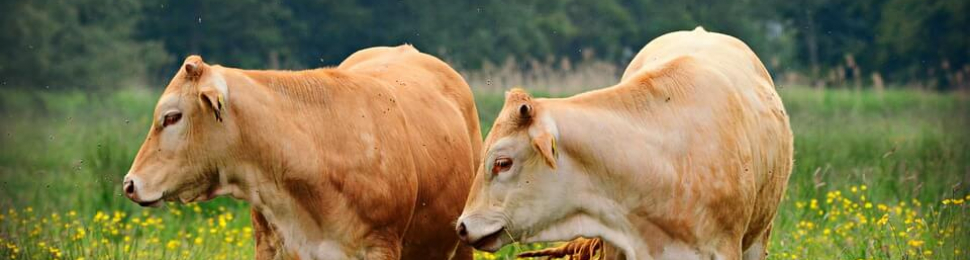 Two brown cows in a field of flowers