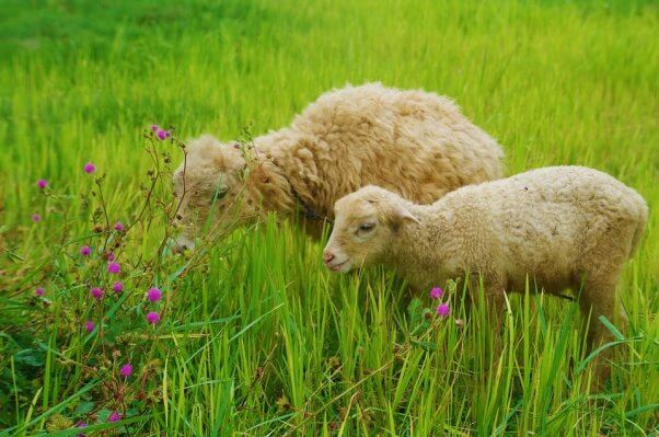 Two sheep look at flowers