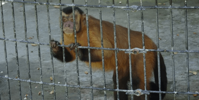 Small monkey in cage