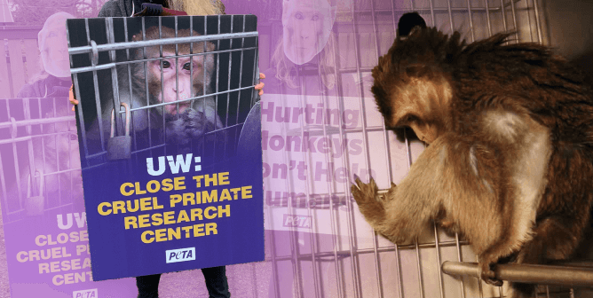 Monkey at Washington National Primate Research Center (WaNPRC)
