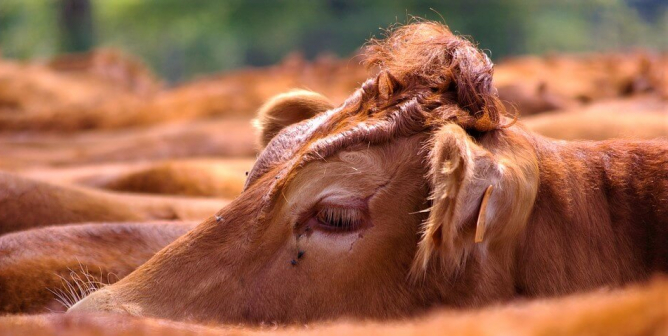 Red cows huddled in group