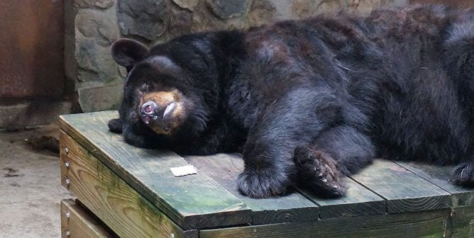 Bosco the bear, who is now deceased, lying on a wooden platform at Pymatuning Deer Park