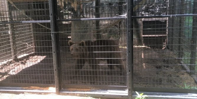 photo of bear cub at Hollywild