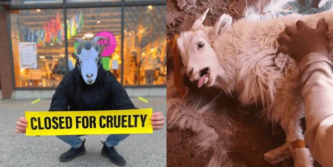 Sheep at PETA protest call on URBN brands to close for cruelty