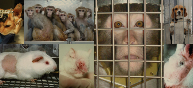 1996 animal experiment