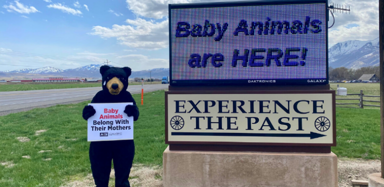 PETA Calls On Feds To Investigate Yellowstone Bear World | Blog