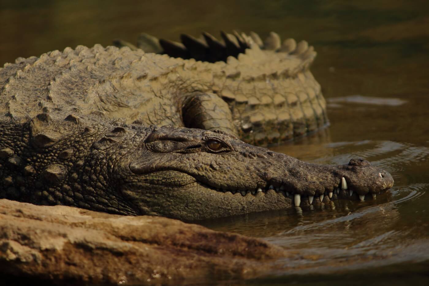 Petition: Tell Hermès to Stop Building New Crocodile Skin Farm and Ban Use  of Exotic Animal Skins - One Green Planet