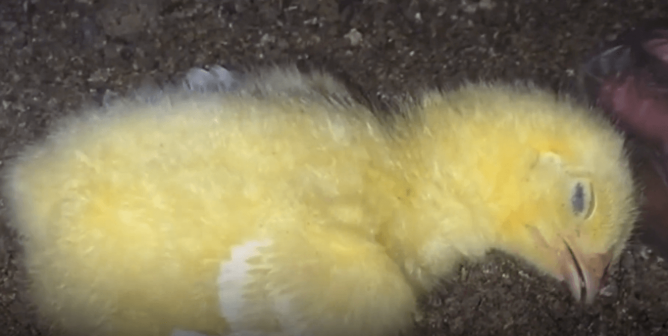 Dead Chicks Cover the Ground on Filthy Farm
