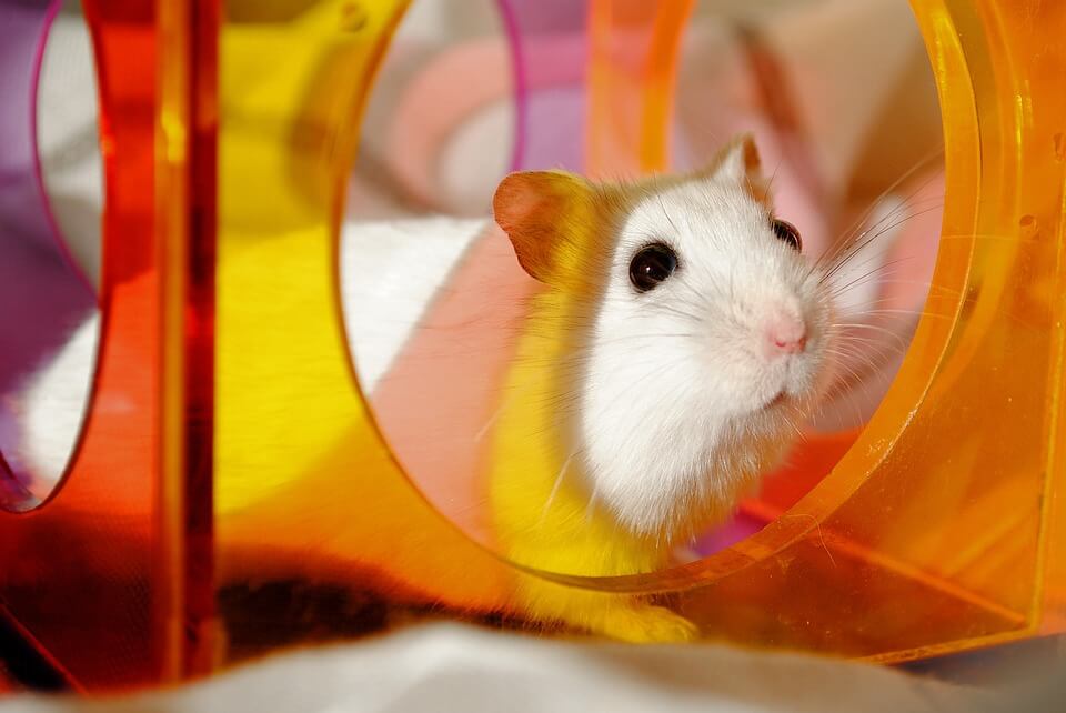 Golden Hamster Information and Tips for Caring for One