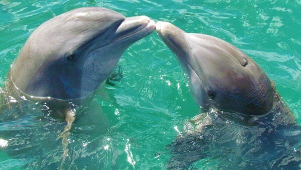 Two dolphins kiss in clear blue water