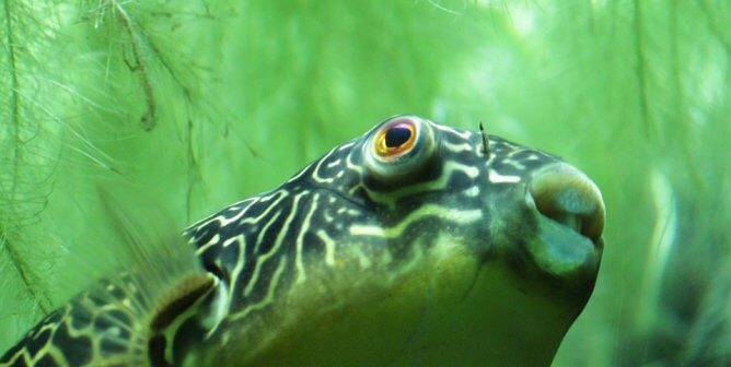 Pufferfish in greenish water