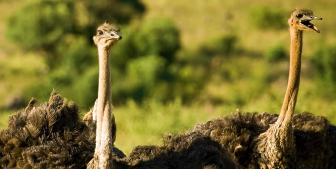 Two ostrich birds on green grass