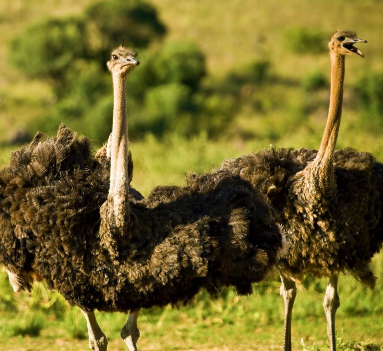 VIDEO: Dozens of Ostriches Escape Farm, Run Loose in China