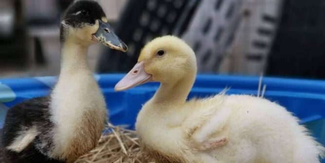 Are Ducks Good ‘Pets’?