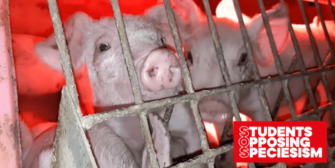SOS logo over pigs in cage