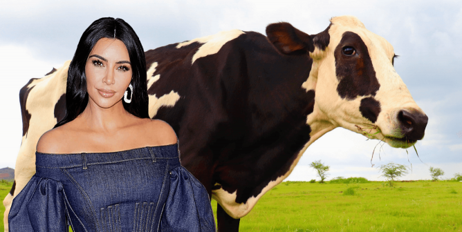 Rescued Cow Named After Kim Kardashian