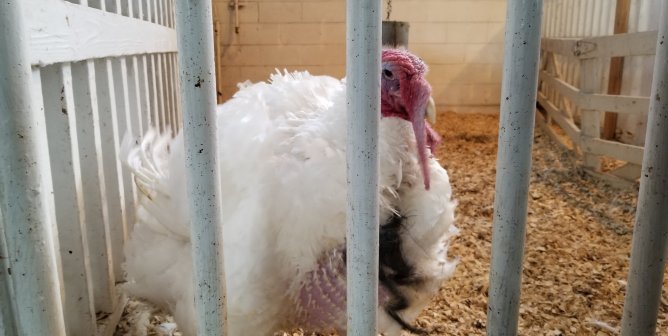 Turkey named Carrot has a raw chest and is kept penned alone at Virginia Tech