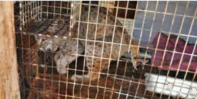 captive canada lynx in cage