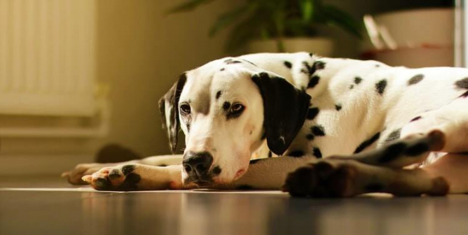 Sad Dalmatian