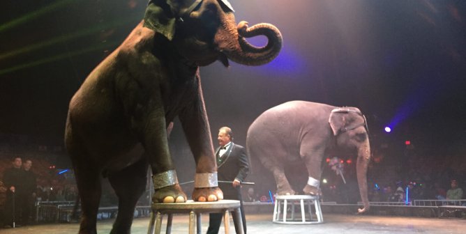 animals in circuses