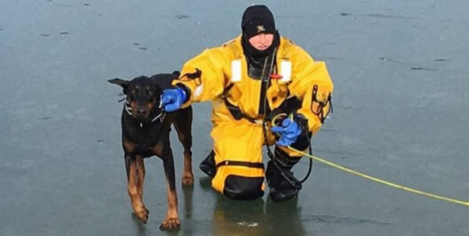 Firefighters rescue animals