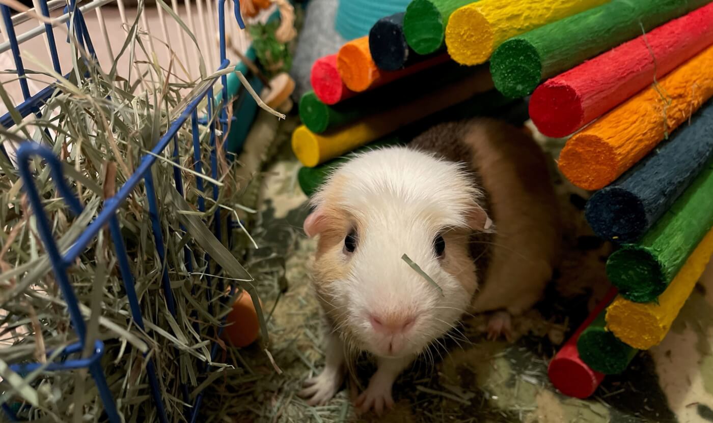 Free guinea best sale pig cage craigslist