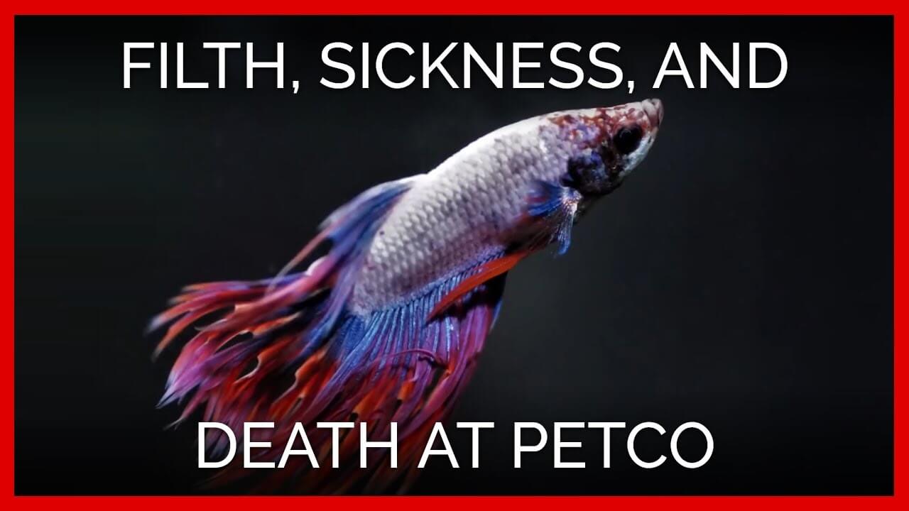 Petco fish sale 2019 best sale