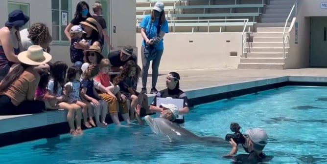 Robotic Swim With Dolphins