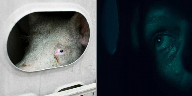 PETA Exposes Parallels Between ‘The Handmaid’s Tale’ and Animal Ag