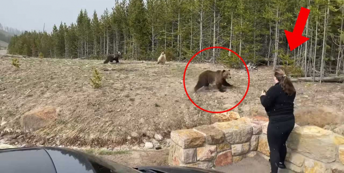 Grizzly Bear Charges Too-Close Tourist