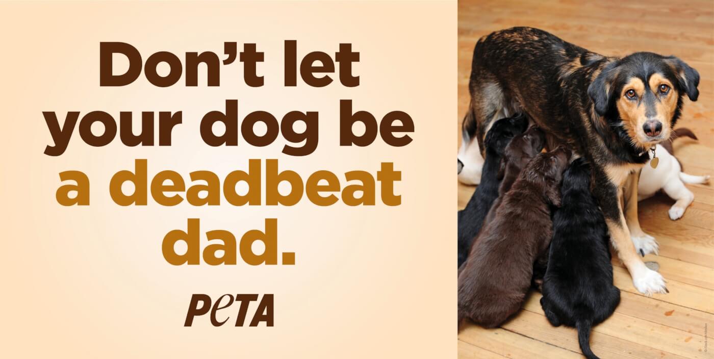Homepage Feature image for deadbeat dad ad