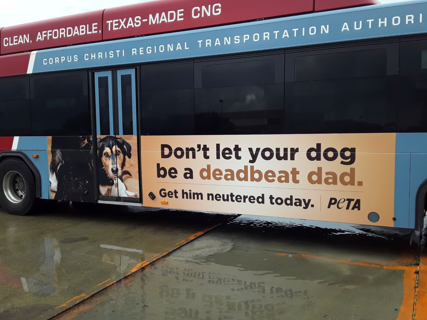 Deadbeat Dad PETA dog ads hit Corpus Christi