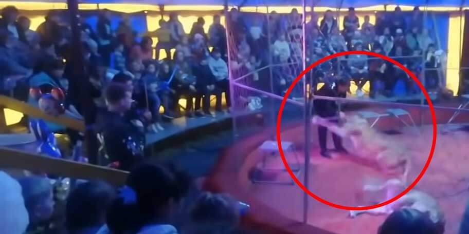 VIDEO: Lion Mauls Circus Handler Mid-Show | PETA