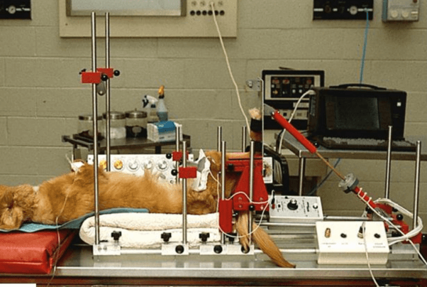 A dog used in an experiment