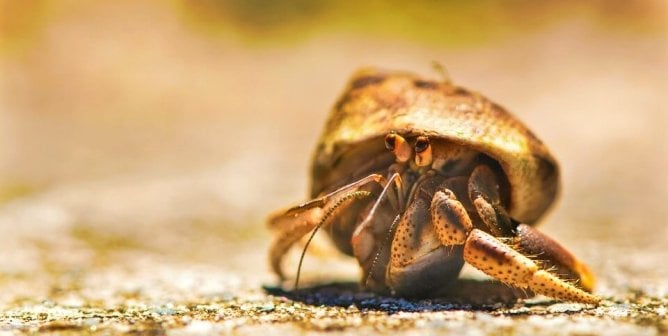 Hermit crab on sand