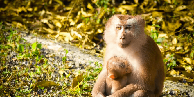 pig-tailed macaque with baby in Thailand