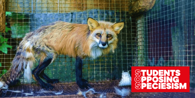 Red fox in fur farm in Quebec