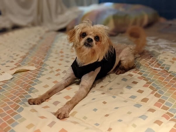 Bon Jovi, a dog rescued by PETA