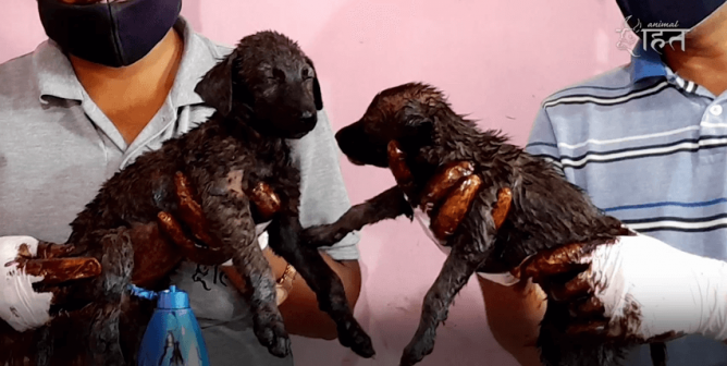 Two puppies rescued by Animal Rahat
