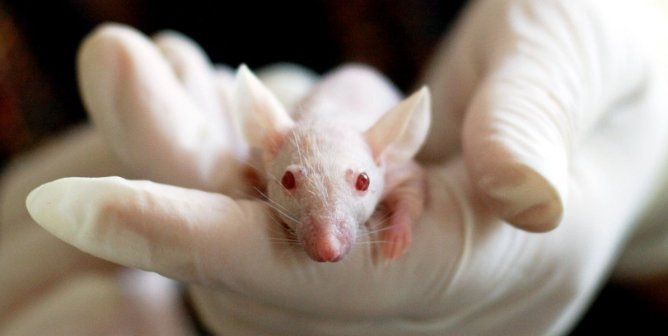NIH laboratories animal suffering report